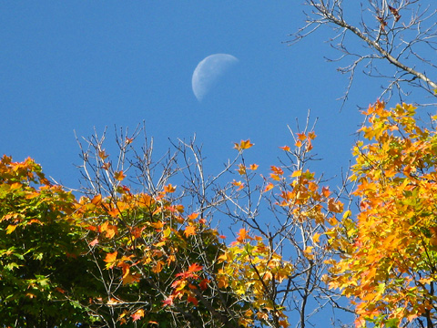 Close Up Moon Over Leaves_1.jpg