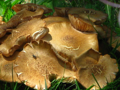 Close Up Mushrooms.jpg