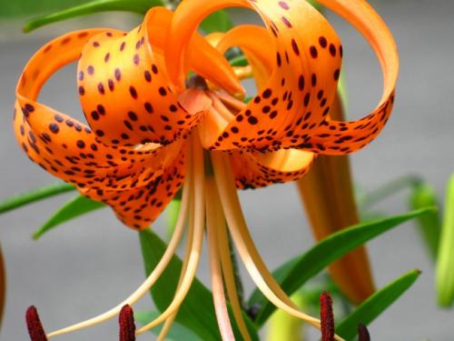 Close Up Orange Spotted Tiger Lily_0.jpg