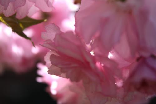 Close Up Pink Flowers SS.jpg