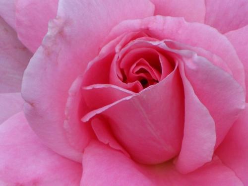 Close Up Pink Rose_0.jpg
