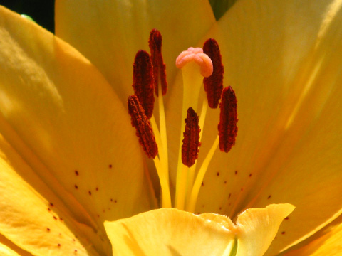 Close Up Yellow with Red_0.jpg