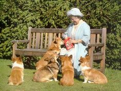 Corgis and the Queen 6cbafe6afc516bb59e18c602d7160413[1].jpg