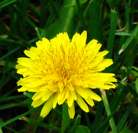 Dandelion.jpg