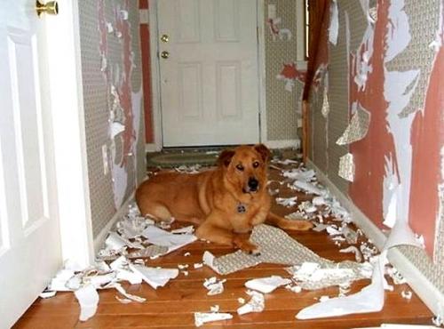 Dog 2.20.15-Dogs-Who-Are-Proud-They-Trashed-Your-House1[1].jpg