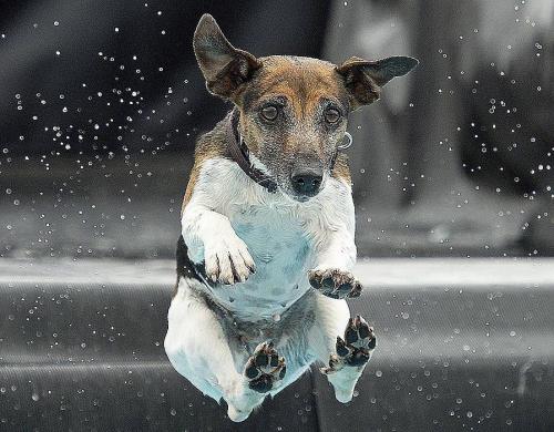 Dog Diving_0.jpg