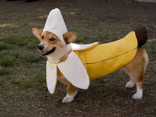 Dog banana bfb043657f3f994019dc1c731edafa58[1].jpg