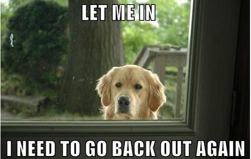 Dog wants in f48c2b3762165d66ebb5eafaf4f715cd[1].jpg