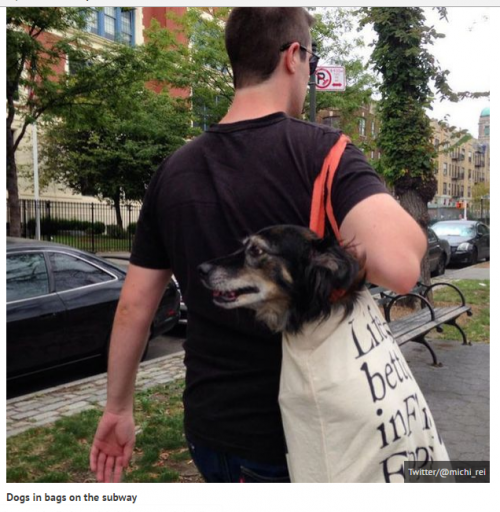 Dogs In A Bag_0.png