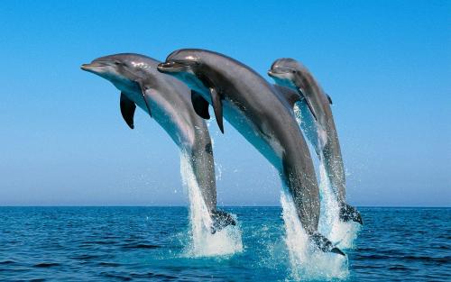 Dolphins jumping 604338-dolphins-jumping[1].jpg