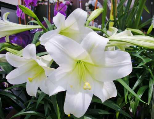 Easter Lily.jpg