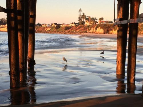 Egret under Wharf.jpg