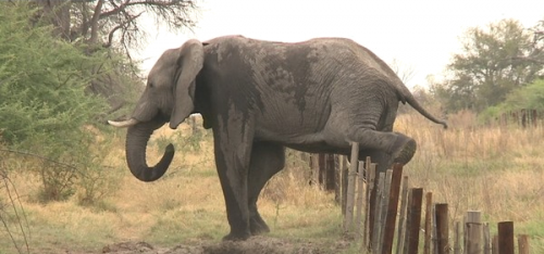 Elephant Over Fence Cropped.png