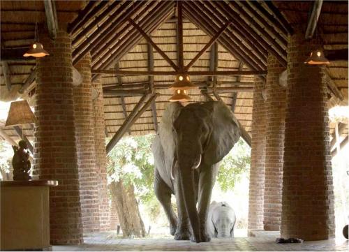 Elephant-Mfuwe-1[1].jpg