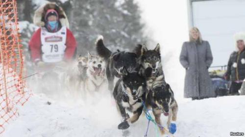 F7C1C433-6CFF-46DA-8CA7-70877D023B34_w640_r1_s_cx0_cy0_cw93 2015 Iditarod Trail Sled Dog race in Fairbanks, Alaska, March 9, 2015..jpg
