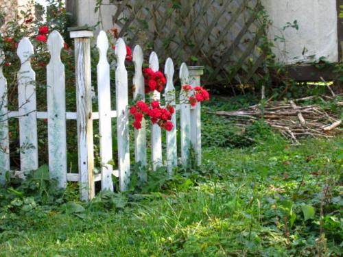 Fence and Flowers.jpg