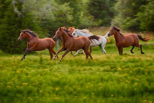 Five Galloping Horses.jpg