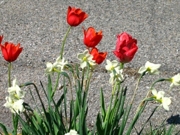 Flowers and Concrete.jpg