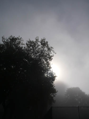 Fog in Stanly Park.jpg