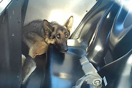 Freeway Frida  (Injured German Shepherd).png