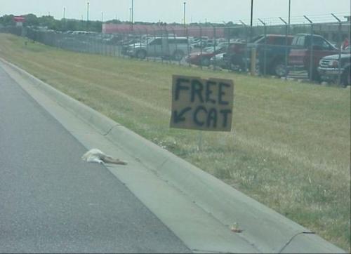 Funny-Free-Cat-Road-Kill-Picture.jpg