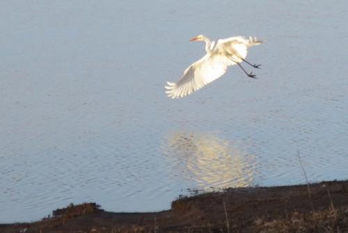 Great Egret.jpg