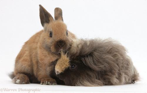 Guinea pig and Bunny 33798-Long-haired-Guinea-pig-and-young-rabbit-white-background[1].jpg