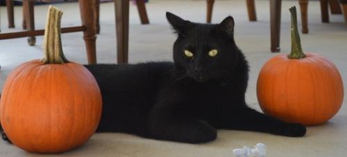 Halloween_Cat[1].jpg