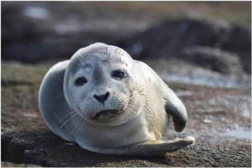 Harbor-Seal-Pup1.jpg