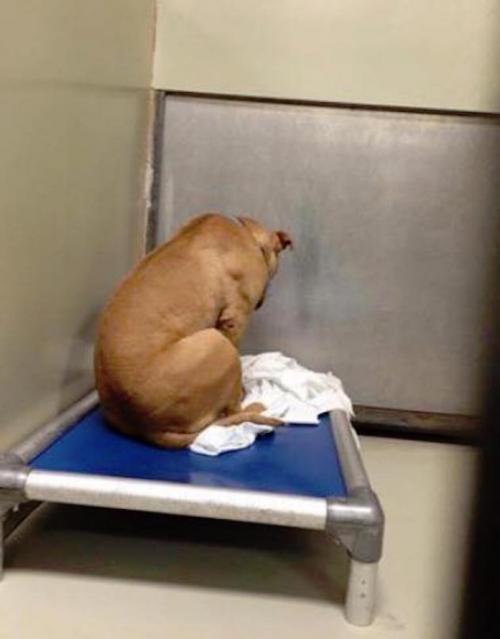 Heartbroken-Dog-Just-Stares-At-Wall-After-New-Family-Returns-Him-To-The-Shelter-2-696x890.jpg