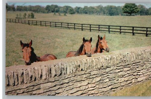 Horses at Stone Fence_0.jpg