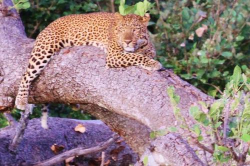 IMG_7244 (2) best leopard in tree.jpg