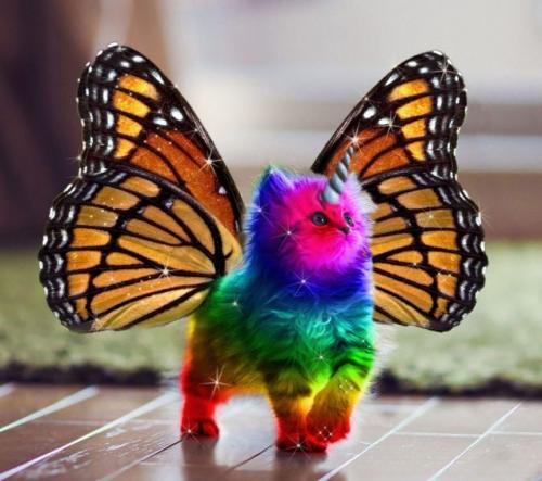 Kitten butterfly rainbow unicorn bf3f4c4e4cbc909f957f939bb6bc7cc6[1].jpg