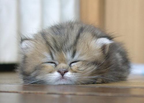 Kitten cute-sleepy-kitty-cat-cats-kitten-kitty-pic-picture-funny-lolcat-cute-fun-lovely-photo-images[1].jpg