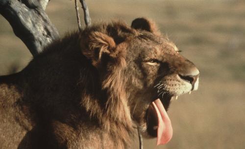 Lion Yawn.jpg