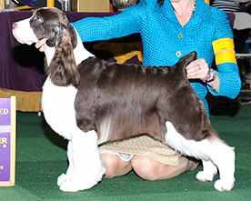 Liz -- Sporting Best In Group,2015 Westminster Kennel Club Dog Show, WKC-Group-Liz.jpg