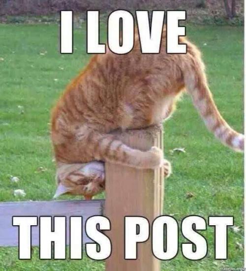Love This Post Cat Fencepost.JPG