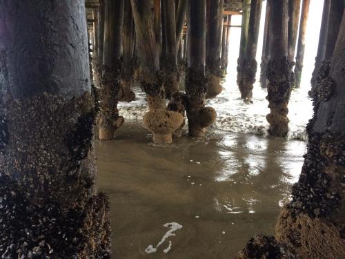 Low Tide under the Wharf.jpg