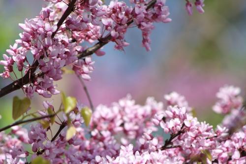 NC Small Pink Tree Blossoms 6 SS_0.jpg