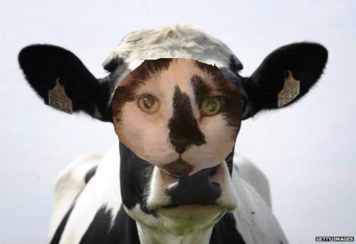 Oreo Cow.jpg