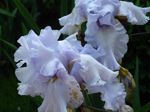 Pale Lavender Iris.jpg