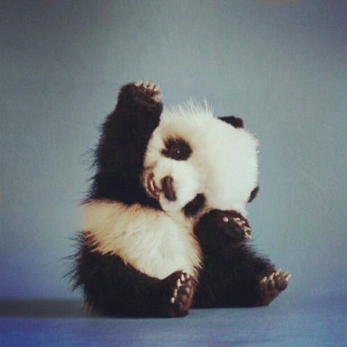 Panda hand raised raise-bear-cute-hand-Favim.com-594457[1].jpg