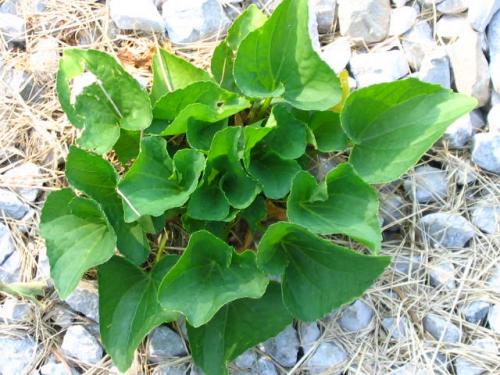 Plant Among Rocks.jpg