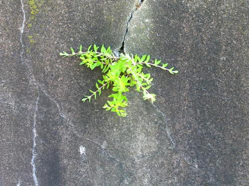 Plant in Concrete.jpg