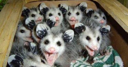 Possums Hissing 3f4145f925925cf3cb901d9a102767fe[1].jpg