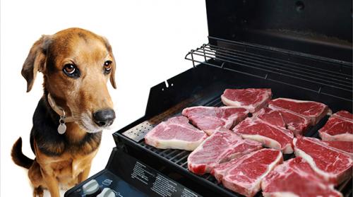 Puppy cookoutsafety-dog-grill-thinkstockjpg[1].jpg