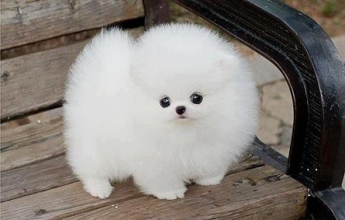 Puppy floofiness 222941[1].jpg