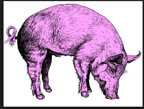 Purple Pig.png