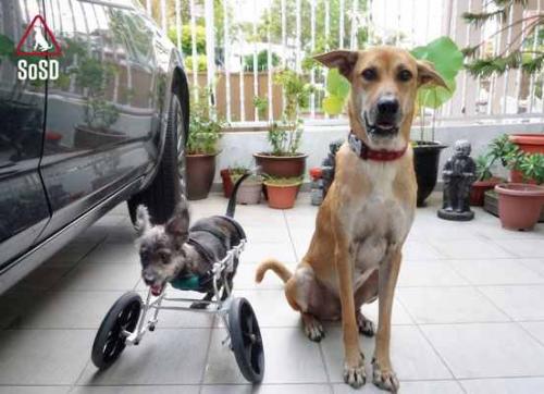 QianQianTherapyDog2, SOSD Website, Qian Qian With Sister Yoghurt.jpg