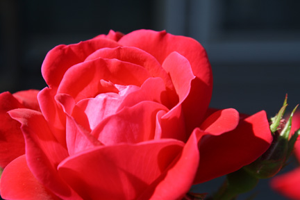 Red Roses3.jpg